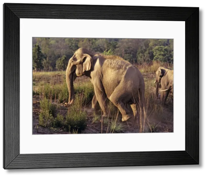 Framed Print : Indian / Asian Elephant climbing uphill, Corbett National Park, India Framed Print : Indian / Asian Elephant climbing uphill, Corbett National Park, India