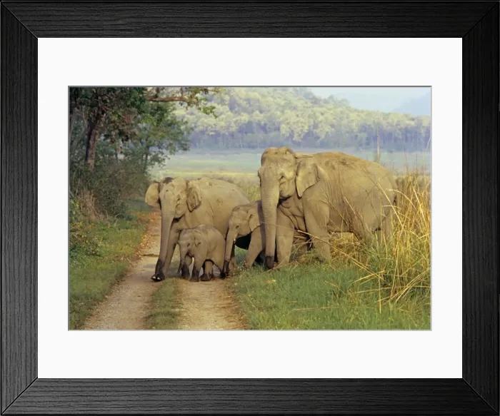 Framed Print : Family of Indian / Asian Elephants on the jungle track, Corbett National Park, India Framed Print : Family of Indian / Asian Elephants on the jungle track, Corbett National Park, India