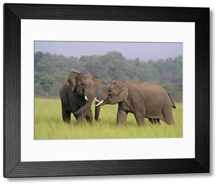 Framed Print : Indian / Asian Elephants (Tuskers) play-fighting, Corbett National Park, India Framed Print : Indian / Asian Elephants (Tuskers) play-fighting, Corbett National Park, India