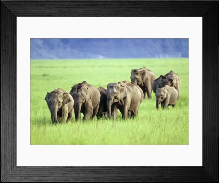 Framed Print : Herd of Indian / Asian Elephants walking through green meadows, Corbett National Park, India Framed Print : Herd of Indian / Asian Elephants walking through green meadows, Corbett National Park, India