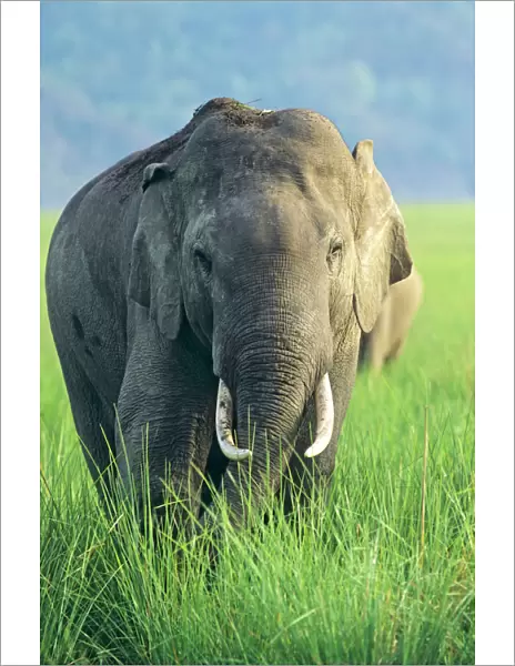 Male Indian  /  Asian Elephant in grassland Corbett National Park, India