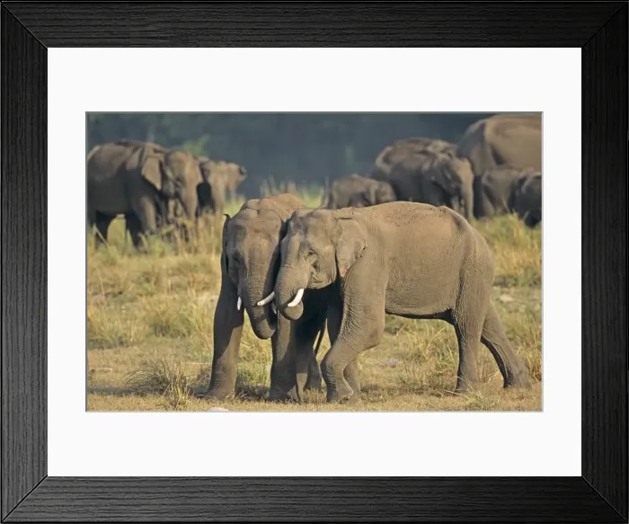 Framed Print : Indian / Asian Elephant (Tuskers) play-fighting, Corbett National Park, India Framed Print : Indian / Asian Elephant (Tuskers) play-fighting, Corbett National Park, India