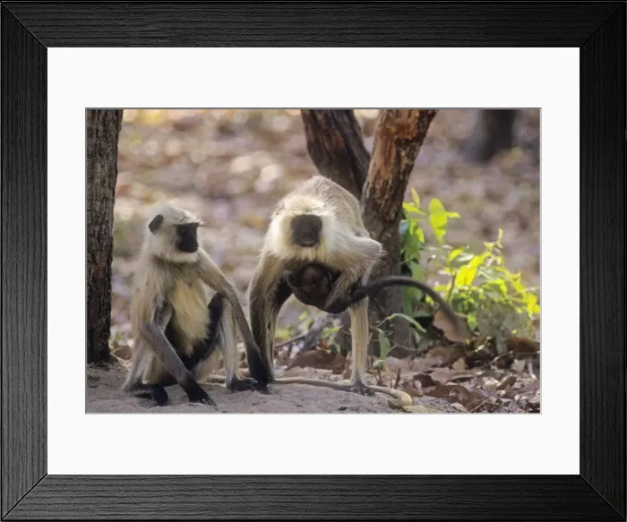 Framed Print : Hanuman Langur family, Bandhavgarh National Park, India Framed Print : Hanuman Langur family, Bandhavgarh National Park, India