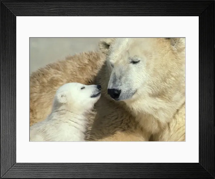 Framed Print : Polar Bear - adult & young Framed Print : Polar Bear - adult & young
