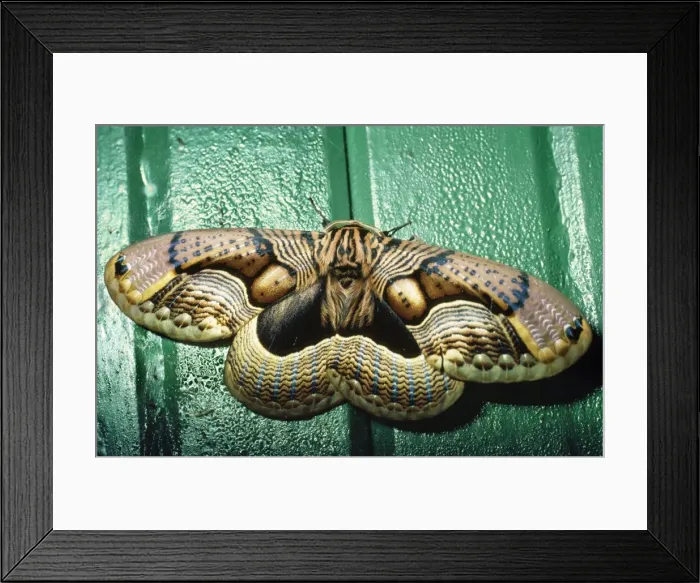 Framed Print : Owl Moth Dach'Gam National Park, Jammu & Kashmir, India Framed Print : Owl Moth Dach'Gam National Park, Jammu & Kashmir, India