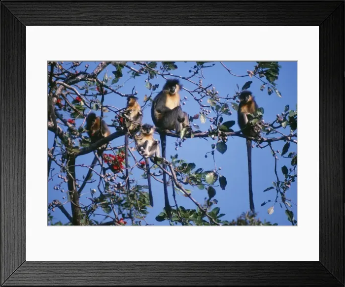 Framed Print : Capped Langur Monkey Manas National Park, Tiger Reserve, Assam, India Framed Print : Capped Langur Monkey Manas National Park, Tiger Reserve, Assam, India