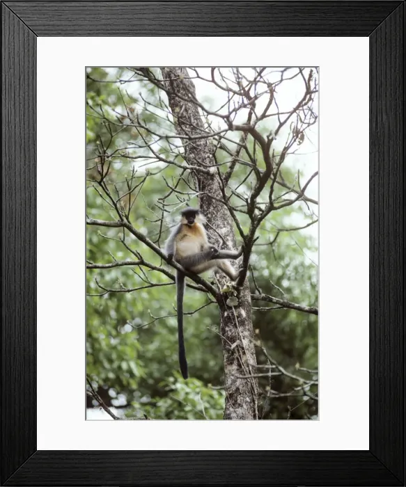 Framed Print : Capped Langur Monkey Manas National Park, Tiger Reserve, Assam, India Framed Print : Capped Langur Monkey Manas National Park, Tiger Reserve, Assam, India