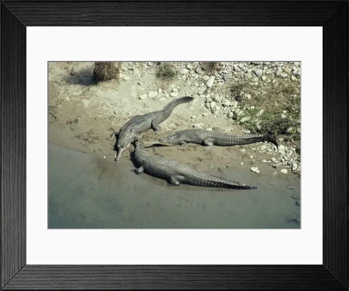 Framed Print : Gharial Corbett National Park, Uttar Pradesh, india Framed Print : Gharial Corbett National Park, Uttar Pradesh, india