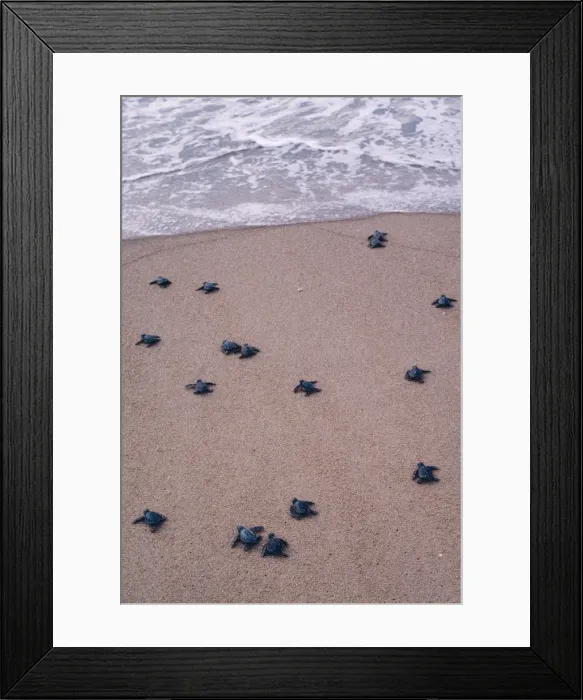Framed Print : Olive Ridlet Turtle - hatchlings Orissa Coast, India Framed Print : Olive Ridlet Turtle - hatchlings Orissa Coast, India