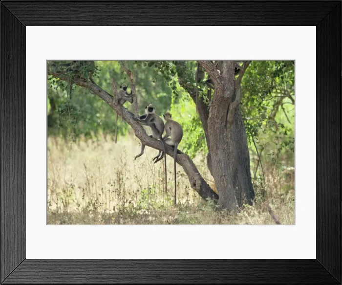 Framed Print : Grey Langur Monkey Sri Lanka Framed Print : Grey Langur Monkey Sri Lanka