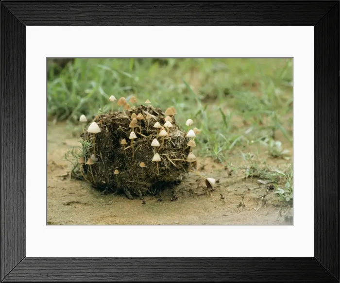 Framed Print : Elephant Dung With toadstools, Sri Lanka Framed Print : Elephant Dung With toadstools, Sri Lanka