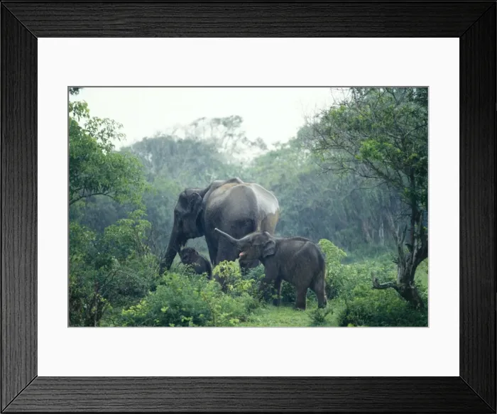 Framed Print : Asian Elephant Sri Lanka Framed Print : Asian Elephant Sri Lanka
