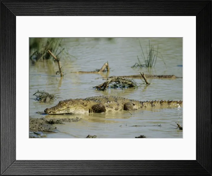 Framed Print : Marsh Mugger Crocodile Sri Lanka Framed Print : Marsh Mugger Crocodile Sri Lanka