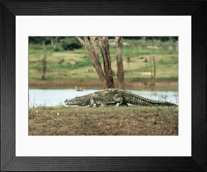 Framed Print : Marsh Mugger Crocodile Sri Lanka Framed Print : Marsh Mugger Crocodile Sri Lanka
