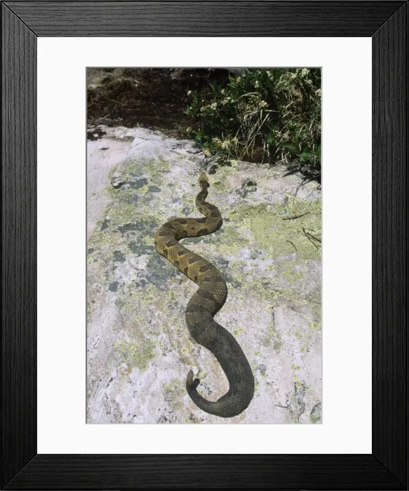 Framed Print : Timber Rattlesnake Framed Print : Timber Rattlesnake