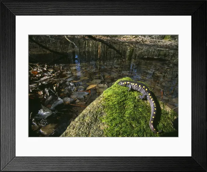 Framed Print : Spotted Salamander - on rock. Hamden, CT, USA Framed Print : Spotted Salamander - on rock. Hamden, CT, USA
