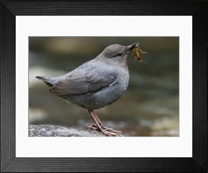 Framed Print : American Dipper Yellowstone National Park, Wyoming, USA Framed Print : American Dipper Yellowstone National Park, Wyoming, USA