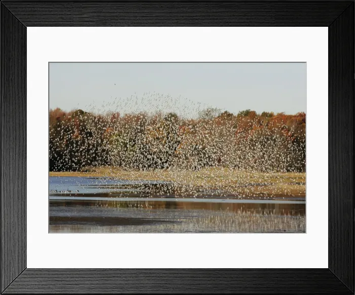 Framed Print : Dunlin Bombay Hook National Wildlife Refuge, DE Framed Print : Dunlin Bombay Hook National Wildlife Refuge, DE