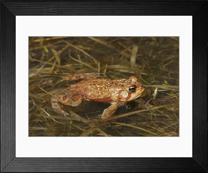 Framed Print : American Toad Framed Print : American Toad
