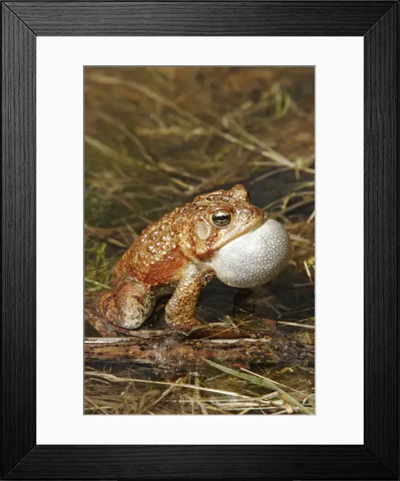 Framed Print : American Toad Framed Print : American Toad