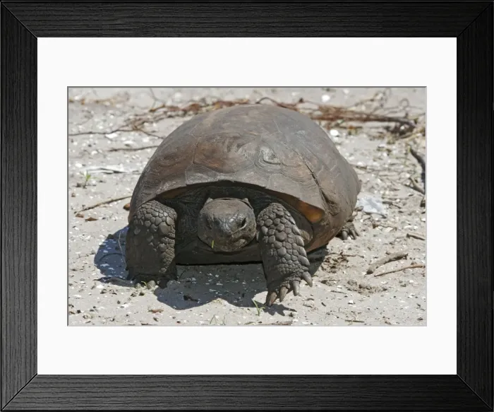 Framed Print : Gopher Tortoise Framed Print : Gopher Tortoise
