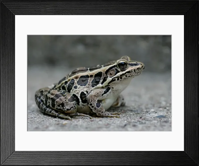 Framed Print : Pickerel Frog Framed Print : Pickerel Frog