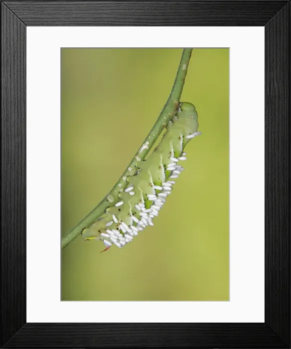 Framed Print : Hornworm - with wasp cocoons Framed Print : Hornworm - with wasp cocoons