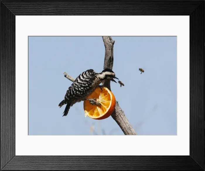 Framed Print : Ladder-backed Woodpecker Framed Print : Ladder-backed Woodpecker