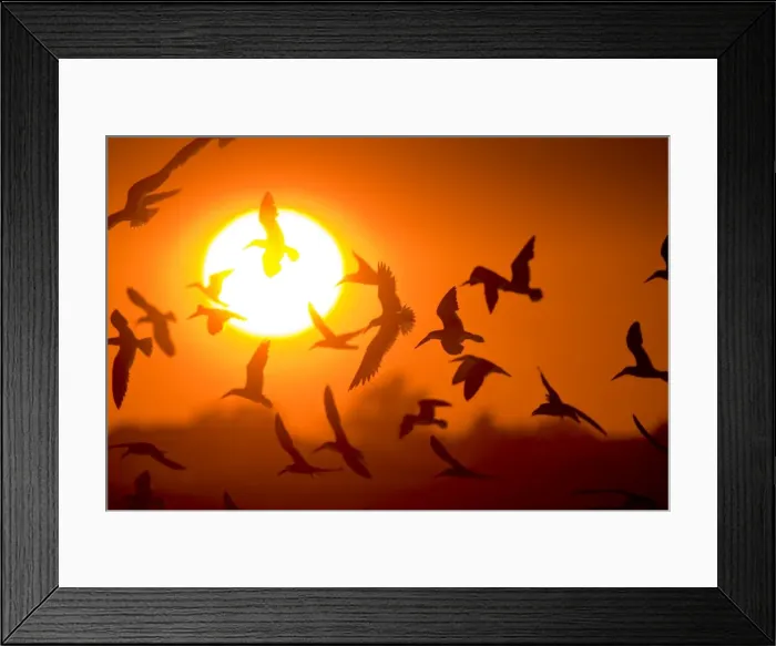 Framed Print : Black Skimmer - flock in flight at sunset. Long Island - New York colony in August - USA Framed Print : Black Skimmer - flock in flight at sunset. Long Island - New York colony in August - USA