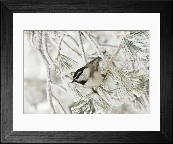 Framed Print : Mountain Chickadee. Sandia Crest, New Mexico in February. USA Framed Print : Mountain Chickadee. Sandia Crest, New Mexico in February. USA