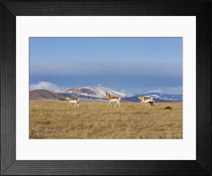 Framed Print : Pronghorn - on plains in New Mexico. February Framed Print : Pronghorn - on plains in New Mexico. February