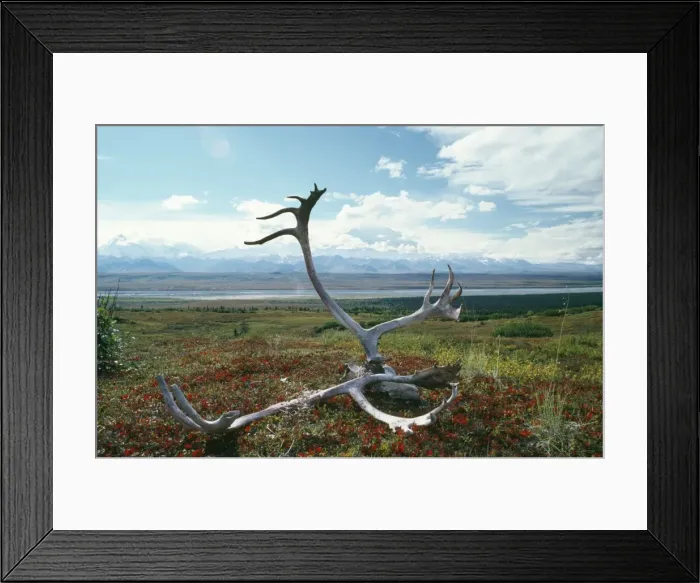 Framed Print : Caribou / Reindeer - antlers on autumn Tundra. Denali National Park, USA Framed Print : Caribou / Reindeer - antlers on autumn Tundra. Denali National Park, USA