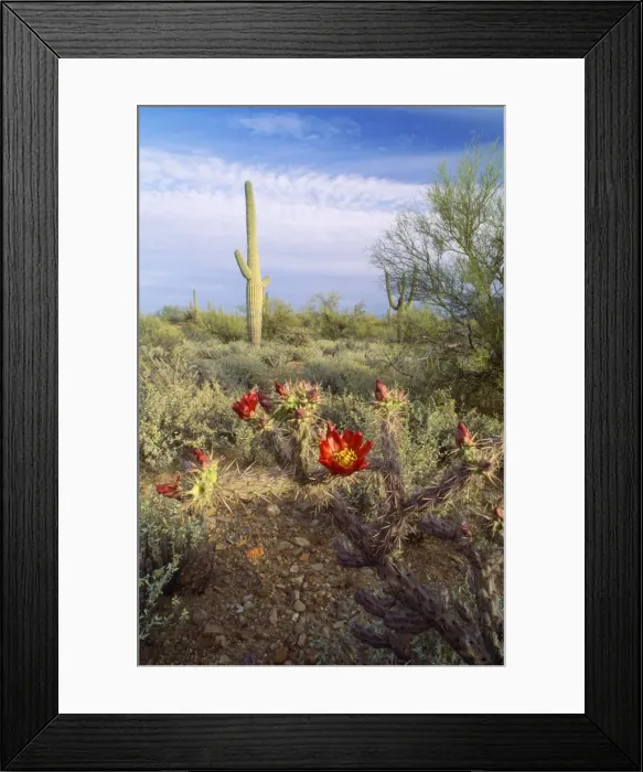 Framed Print : Sonoran Desert - Staghorn Cholla & Saruaro Cactus Arizona, USA Framed Print : Sonoran Desert - Staghorn Cholla & Saruaro Cactus Arizona, USA