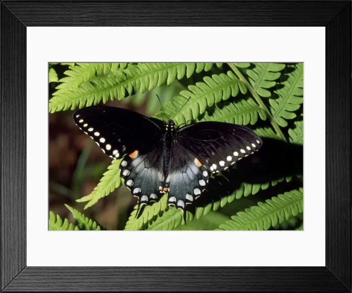 Framed Print : Black Swallowtail Framed Print : Black Swallowtail
