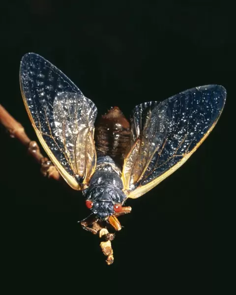Periodical Cicada 17 year Hamden, Cincinnati, USA