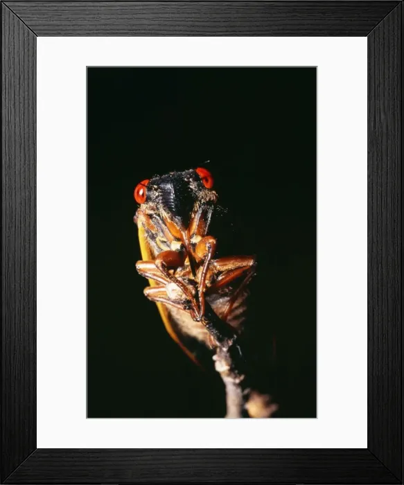 Framed Print : Periodical Cicada 17 year Hamden, Cincinnati, USA Framed Print : Periodical Cicada 17 year Hamden, Cincinnati, USA