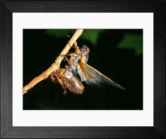 Framed Print : Periodcal Cicada 17 year - adult emerging from nymphal skin, shedding skin (exoskeleton) USA Framed Print : Periodcal Cicada 17 year - adult emerging from nymphal skin, shedding skin (exoskeleton) USA