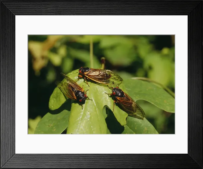 Framed Print : Periodical Cicada 17 year Hamden, Cincinnati, USA Framed Print : Periodical Cicada 17 year Hamden, Cincinnati, USA