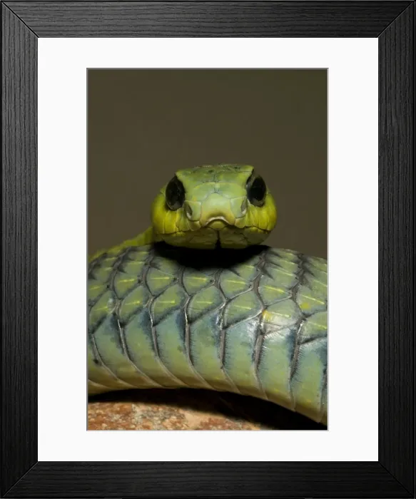 Framed Print : Boomslang Portrait, Namibia, Africa Framed Print : Boomslang Portrait, Namibia, Africa