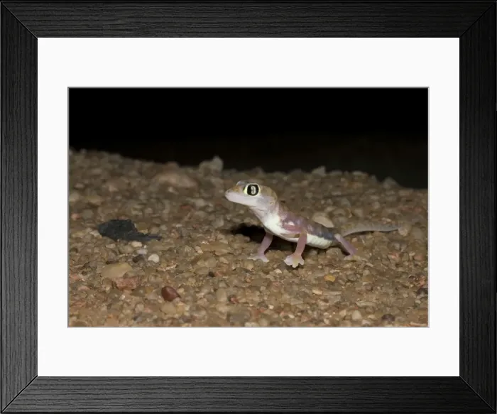Framed Print : Palmato Gecko / Web-footed Gecko At night in Namib Dune Belt Namib Desert, Namibia, Africa Framed Print : Palmato Gecko / Web-footed Gecko At night in Namib Dune Belt Namib Desert, Namibia, Africa
