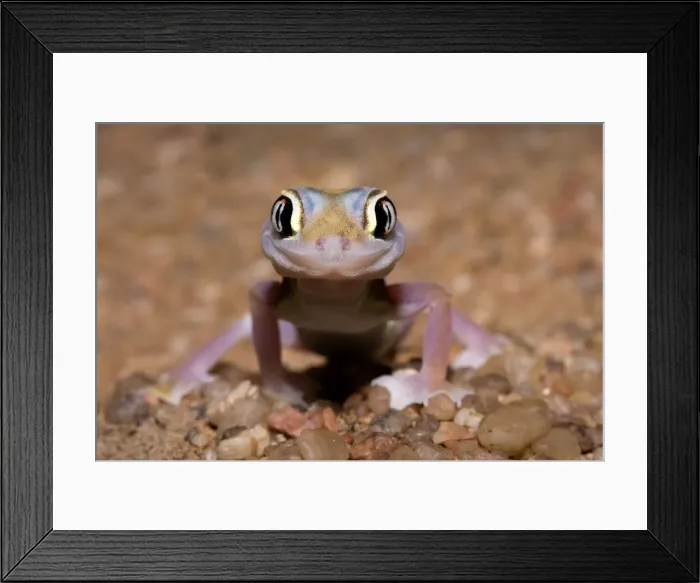 Framed Print : Palmato Gecko / Web-footed Gecko Frontal portrait. Namib Desert, Namibia, Africa Framed Print : Palmato Gecko / Web-footed Gecko Frontal portrait. Namib Desert, Namibia, Africa