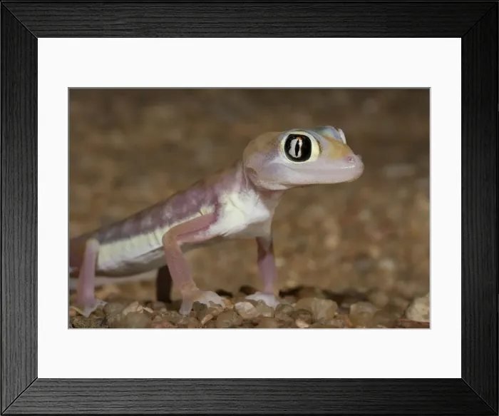 Framed Print : Palmato Gecko / Web-footed Gecko Side portrait Namib Dunes, Namibia, Africa Framed Print : Palmato Gecko / Web-footed Gecko Side portrait Namib Dunes, Namibia, Africa