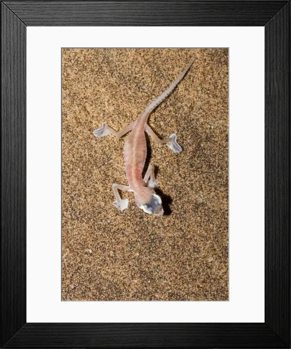 Framed Print : Palmato Gecko / Web-footed Gecko Seen from above Namib Desert, Namibia, Africa Framed Print : Palmato Gecko / Web-footed Gecko Seen from above Namib Desert, Namibia, Africa