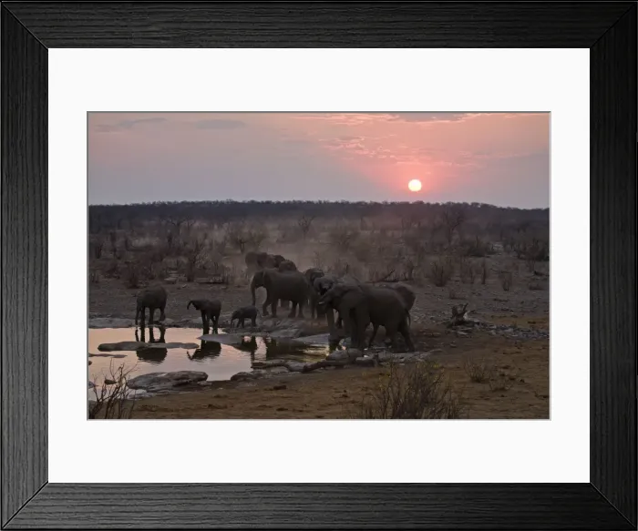 Framed Print : African Elephant - Drink from a water hole at sunset Halali, Etosha National Park, Namibia, Africa Framed Print : African Elephant - Drink from a water hole at sunset Halali, Etosha National Park, Namibia, Africa