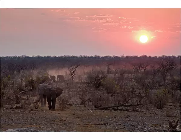 African Elephant - Leaving a dusty trail through the bush at sunset Halali, Etosha National Park, Namibia, Africa