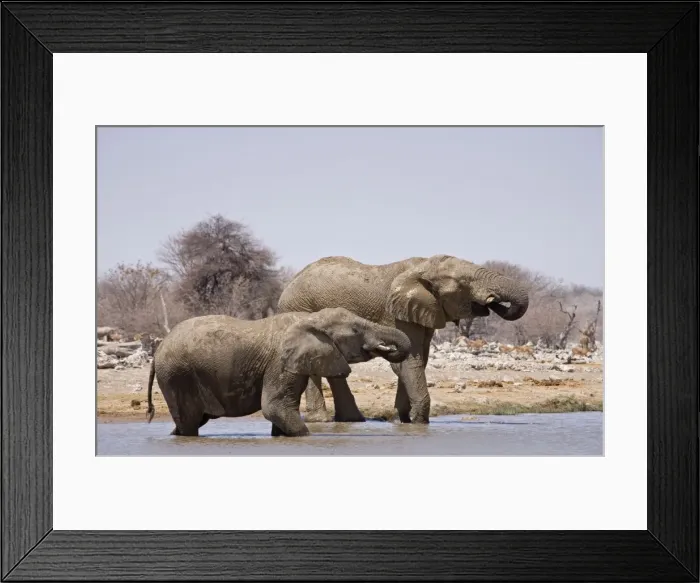 Framed Print : African Elephants Drinking with Impala waiting in the distance Etosha National Park, Namibia, Africa Framed Print : African Elephants Drinking with Impala waiting in the distance Etosha National Park, Namibia, Africa