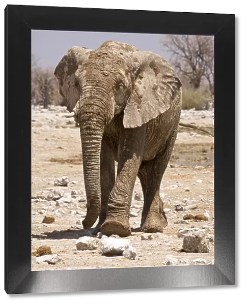 African Elephant Covered in mud leaving a water hole Etosha National Park, Namibia, Africa