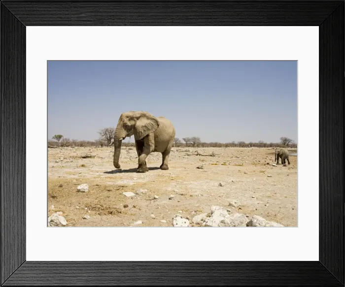Framed Print : African Elephant Cow and calf on the move Etosha National Park, Namibia, Africa Framed Print : African Elephant Cow and calf on the move Etosha National Park, Namibia, Africa
