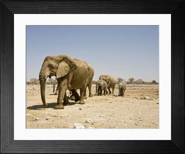 Framed Print : African Elephant Family Group on the move Goas, Etosha National Park, Namibia, Africa Framed Print : African Elephant Family Group on the move Goas, Etosha National Park, Namibia, Africa