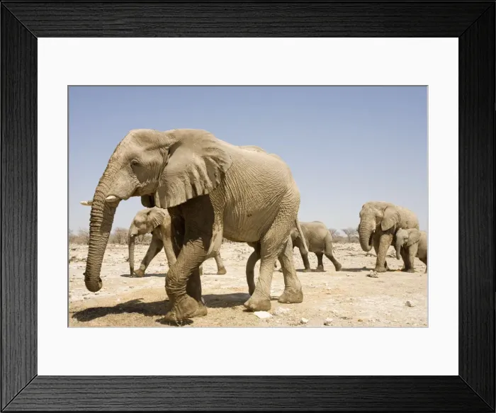 Framed Print : African Elephant Young bull in a family group Etosha National Park, Namibia, Africa Framed Print : African Elephant Young bull in a family group Etosha National Park, Namibia, Africa